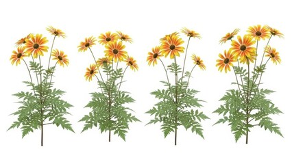 Yellow Daisy Flowers on White, Floral Background, Spring Bloom