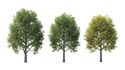 Obraz premium Three Lush Green Trees Isolated on White Background, Nature Concept
