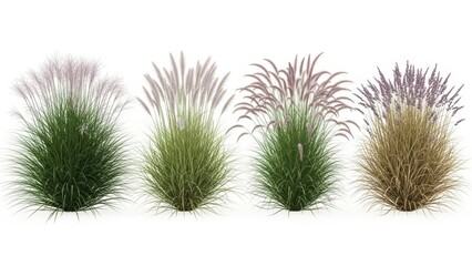 Ornamental Grasses Collection Pampas Grass, Feather Reed Grass, Landscape Elements