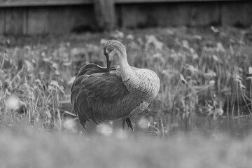 Sandhill cranes forage peacefully along the edge of a beautiful pond in Tampa Bay, Florida, surrounded by calm waters and lush greenery. Their tall silhouettes and graceful movements reflect softly on