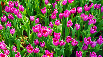 field of pink tulip flowers in the garden in spring. Beautiful floral background