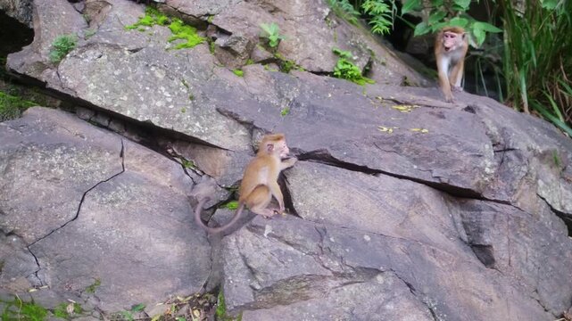 Wild monkeys of the island of Sri Lanka. Macaques on the Pidurangula Rock, a meeting during the ascent to the observation rock overlooking Sigiriya.