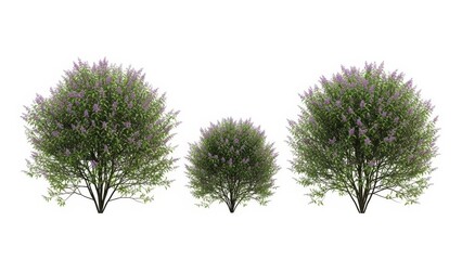 Fototapeta premium Shrubs Isolated on White, 3D Render, Bush, Greenery, Nature Background