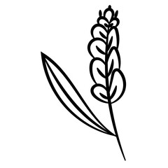 Hand Drawn Wheat Spike