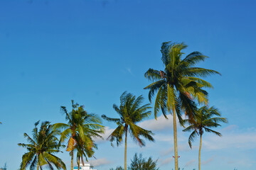 Coconut trees and clear blue sky