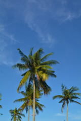 Fototapeta premium Coconut trees and clear blue sky