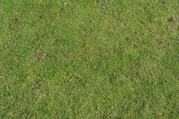 Texture and background from green grass