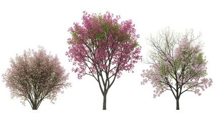 Obraz premium Spring Trees with Blossoms on White Background, Isolated, Blossom Season