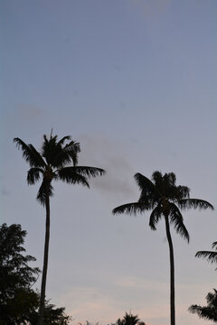 Coconut tree silhouette during evening at the beach