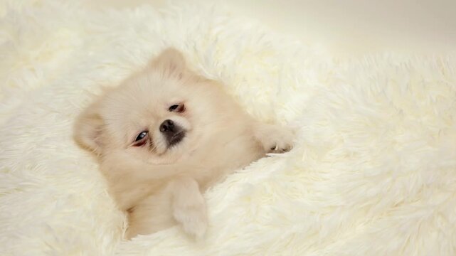 dog muzzle spitz close up