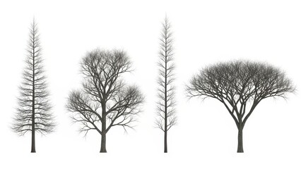 Fototapeta premium Winter Trees Silhouette Set Bare Branching Trees on White Background