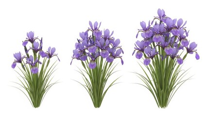 Fototapeta premium Purple Iris Flowers Isolated on White, Spring Floral Arrangement