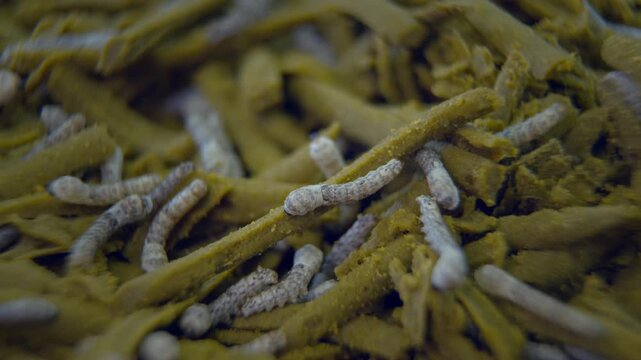 エサを食べる蚕の幼虫。
愛知県豊田市稲武地区
