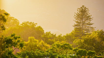 The image features a lush, green landscape bathed in warm, golden light from a hazy sky. A prominent, tall coniferous tree stands on the right, towering over a variety of rounded, dense green trees © Anze