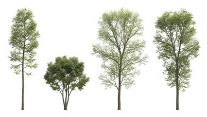 Fototapeta premium Isolated Trees Set, Green Foliage, Cutout, White Background, Nature Elements