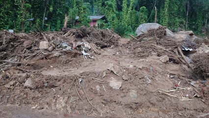 dead tree in the ground
