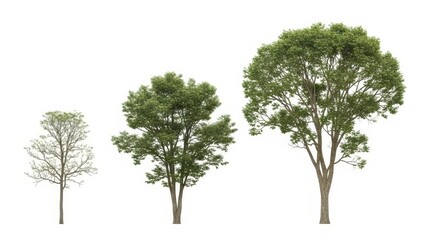 Obraz premium Trees Isolated on White Background - Growth, Nature, Forest, Ecology