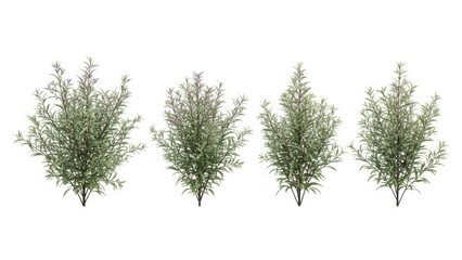 Set of Olive Plants Isolated on White Background, Olive Tree, Greenery Concept