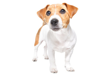 Curious adorable Jack Russell Terrier puppy standing isolated on white background