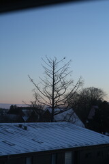 tree in the snow