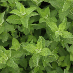 Many wild mint green plants on a sunny day. Mentha spicata © saratm