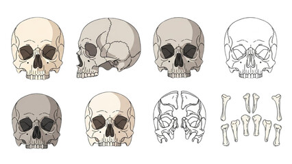 Illustration of various human skulls and bones from different viewpoints