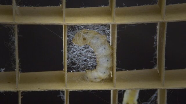 繭玉を作る蚕の幼虫
愛知県豊田市稲武地区
