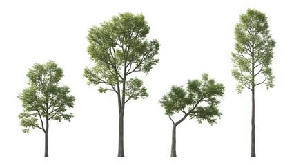 Fototapeta premium Trees Isolated on White, Various Green Leaf Trees, Summer Nature