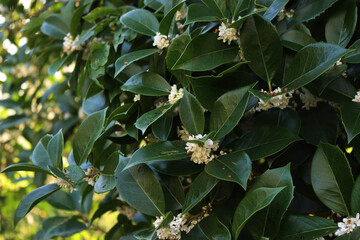 White Sweet osmanthus flowers on bush in the garden. Osmanthus fragrant in bloom on summer