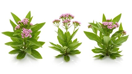 Obraz premium Valerian Flowers Pink Blooms of Valeriana Officinalis, Isolated on White Background