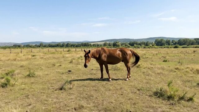 A magnificent brown horse gracefully grazes in a vast, sun-drenched open field, gently nibbling at the golden dry grass. The serene rural landscape unfolds under a brilliant clear blue sky, with a rus