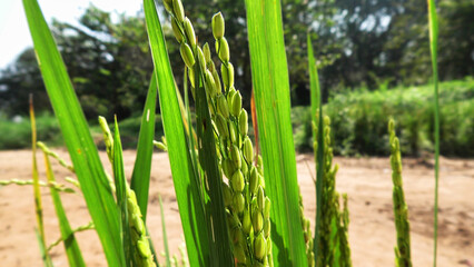 Obraz premium Closeup of rice plants with bunches of rice grains