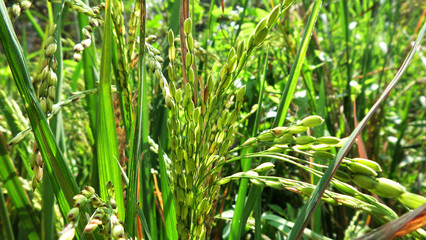 Obraz premium Closeup of rice plants with bunches of rice grains