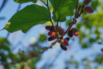 Fresh mulberry black ripe and red unripe on the branch of tree. Healthy fruit. Organic Mulberry...