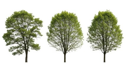 Fototapeta premium Three Green Trees Isolated on White Background, Stock Photos