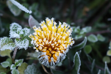 Frost on yellow Dandelion flower in the meadow. Taraxacum officinale plant in winter © saratm