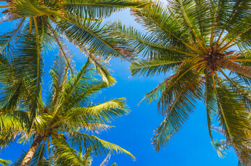 green leaves of coconut palm trees on background of a blue sky in tropics in summer on tropical resort on island. Concept of tourism and travel