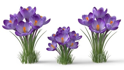 Purple Crocus Flowers on White Spring Blooms, Isolated Flora, Floral Beauty