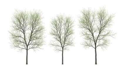 Isolated Trees on White Background Bare Trees Silhouette for Design Element