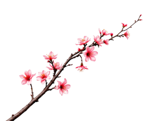 Pink cherry blossom branch with vibrant blooms and delicate petals, isolated against a black background with soft light blue and colorful abstract lines, elegant floral design element for sp