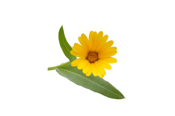 flowers of Calendula arvensis isolated on a white background