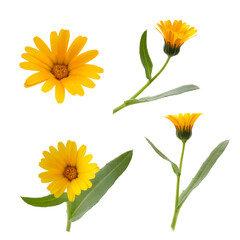 flowers of Calendula arvensis isolated on a white background