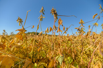 Lush soybean field, Vigorous crop under sunlight, Sunlit soybean crop with abundant pods, Dense...