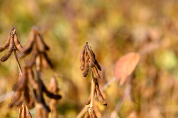 Closeup soybean pods hanging in sunlight, detailed cluster showing textured brown skin and visible...