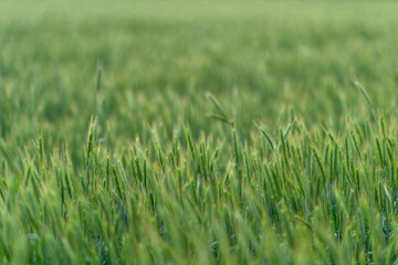 Obraz premium A Lush Green Field of Golden Wheat Thrives Beautifully and Vividly Under a Clear Blue Sky