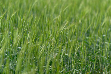 Fototapeta premium A beautiful and lush green wheat field is observable during its early growth stage