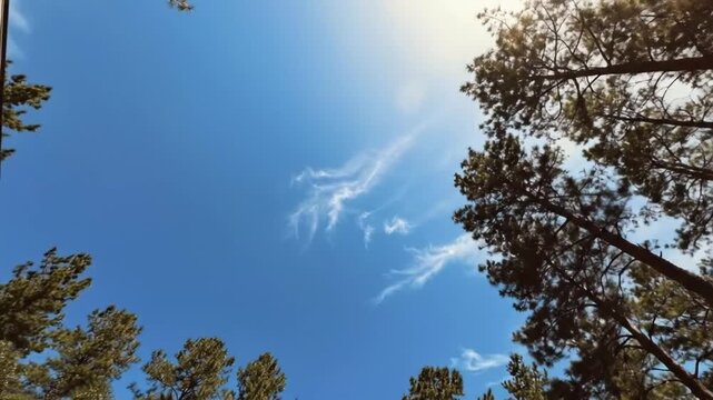 A serene low-angle perspective captures the breathtaking beauty of a clear, vibrant blue sky, sparsely dotted with delicate, wispy white clouds that drift lazily above. Lush green evergreen tree branc
