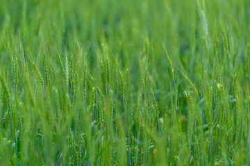 A Beautiful and Lush Green Field Filled with Grains Glimmering in the Morning Light