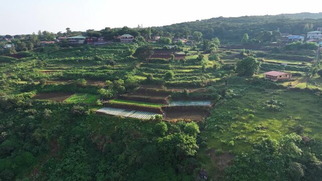 Aerial reveal shot of strawberry fields and farmers working on green terrace farms in Mahabaleshwar, Maharashtra. Lush greenery, red soil, and hillside farming captured from above.