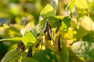 Golden sunrise emphasizes quality of mature soybeans during harvest, Sundrenched soybean plantation showcases developed pods and assesses seed integrity in harvest setting